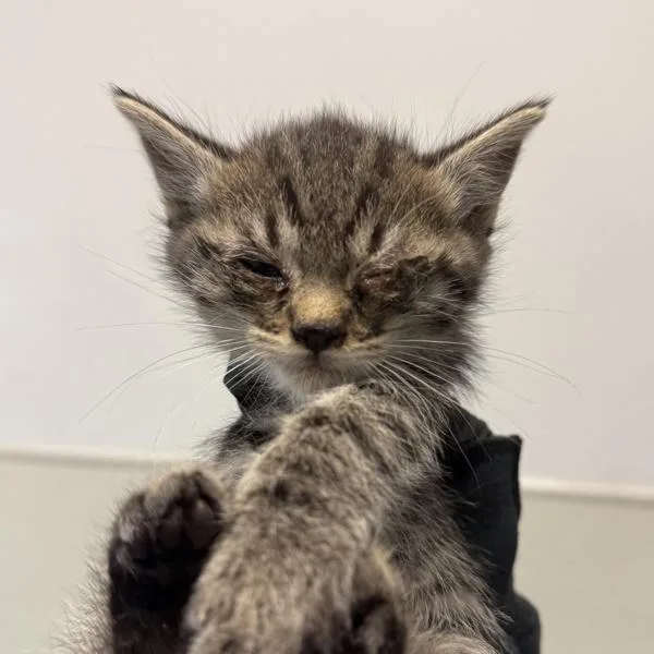 A baby small-sized male Domestic Short Hair cat named Mitch Meowner for adoption in San Diego, CA