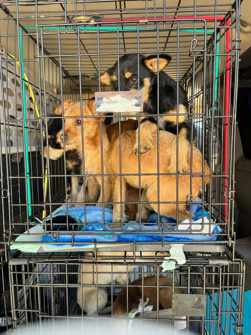 A baby small-sized male Yorkshire Terrier dog named Charlie for adoption in Grafton, WI