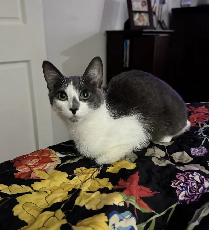 A baby small-sized female Gray & White Domestic Short Hair cat named Susie  the most for adoption in Boca Raton, FL