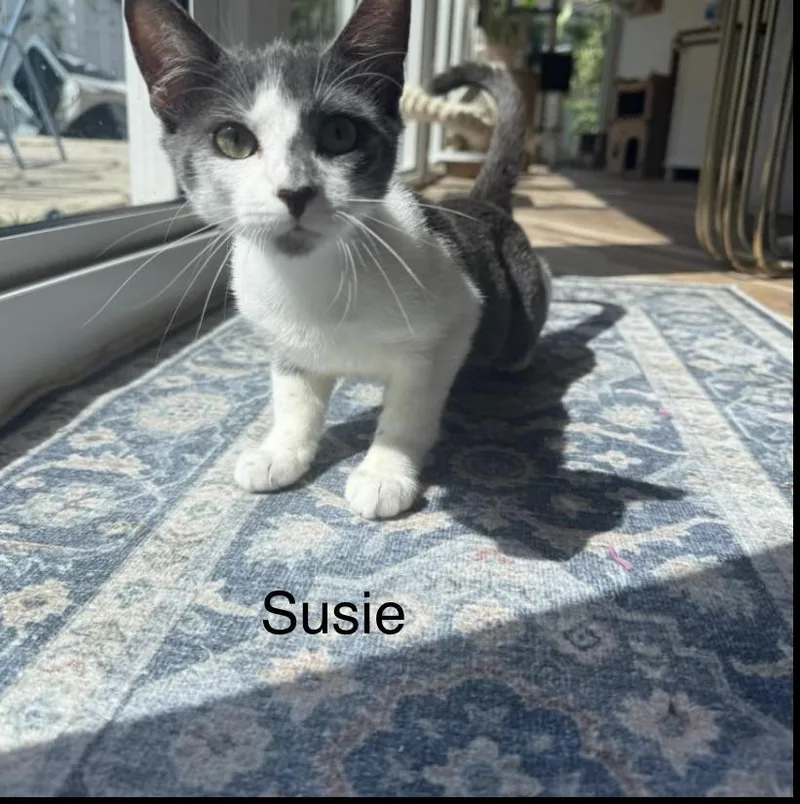 Susie  the most thumbnail 3
