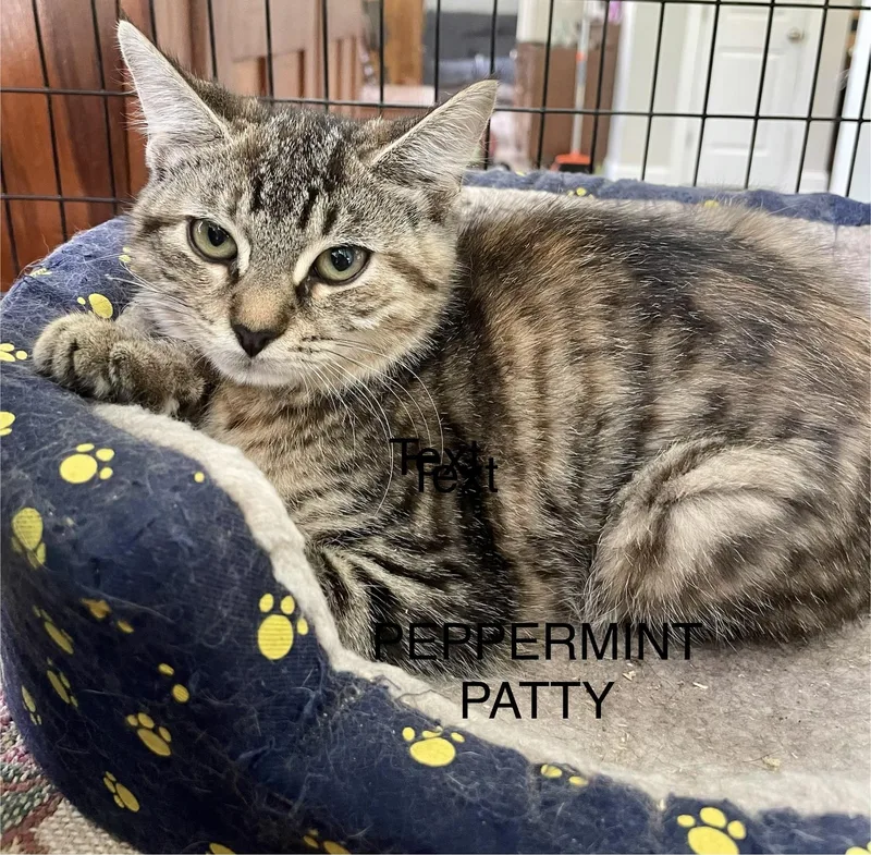 A young medium-sized female Domestic Short Hair cat named Peppermint Patty for adoption in lititz, PA