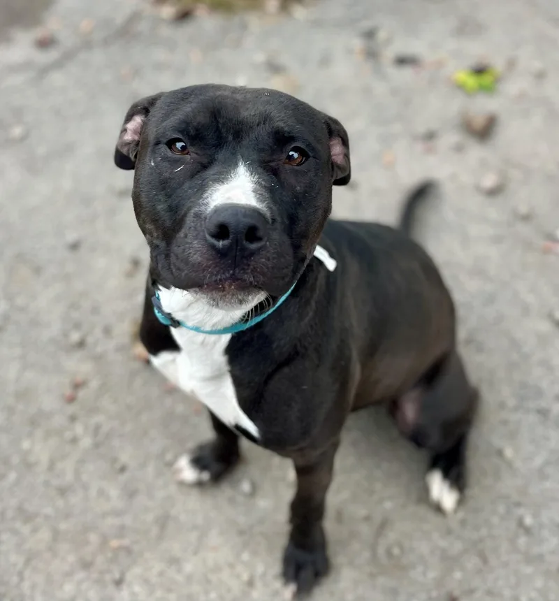 A young medium-sized male Pit Bull Terrier dog named Chester for adoption in Buffalo, NY