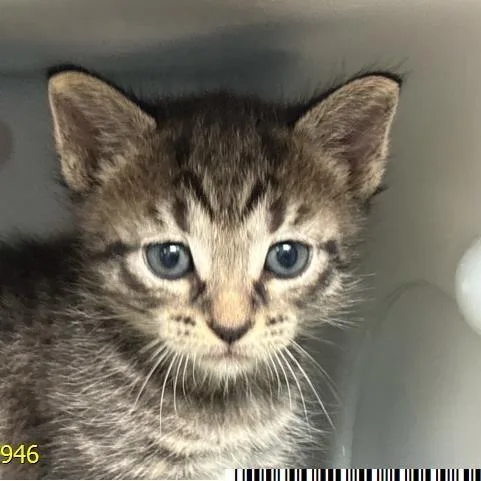 A baby small-sized female Black Domestic Short Hair cat named Daisy Mae for adoption in West Palm Beach, FL