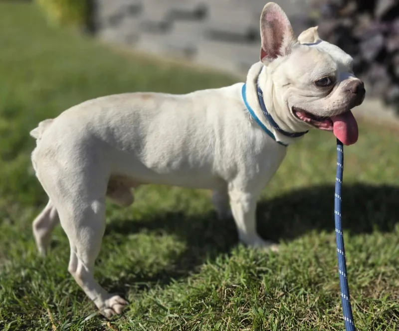 An adult medium-sized male French Bulldog dog named Franswa for adoption in Saint Louis, MO