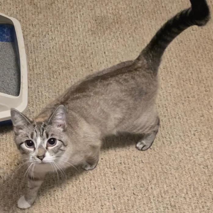 An adult medium-sized female Gray / Blue / Silver Domestic Short Hair cat named Zweet for adoption in Fredericksburg, VA