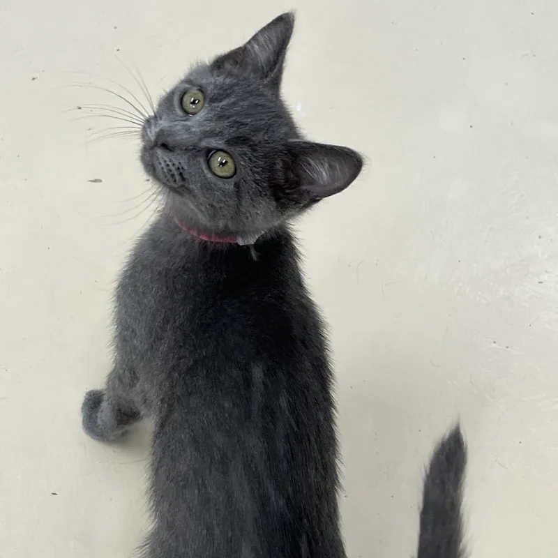 A baby small-sized female Gray / Blue / Silver Domestic Short Hair cat named Marnie for adoption in Delaware, OH