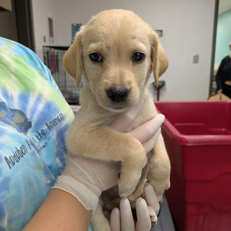 A baby small-sized female Yellow / Tan / Blond / Fawn Black Mouth Cur dog named Peep for adoption in Cleveland, MS