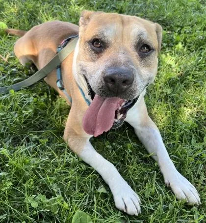 An adult medium-sized male Mixed Breed dog named Leo for adoption in Cincinnati, OH