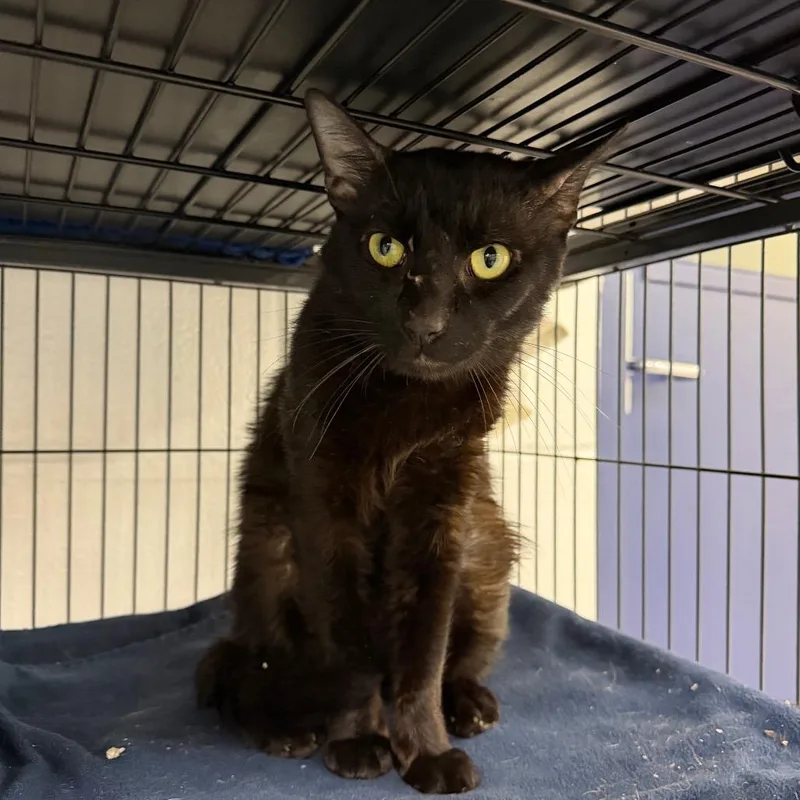 A baby medium-sized male Black Domestic Short Hair cat named Tom for adoption in Hampton Bays, NY