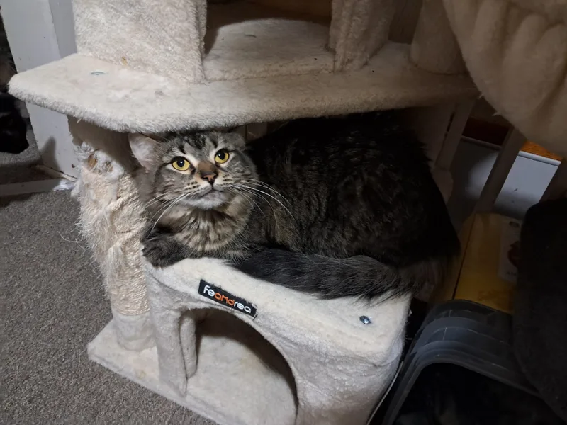 Surprise thumbnail 2