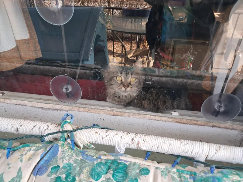 Surprise thumbnail 4