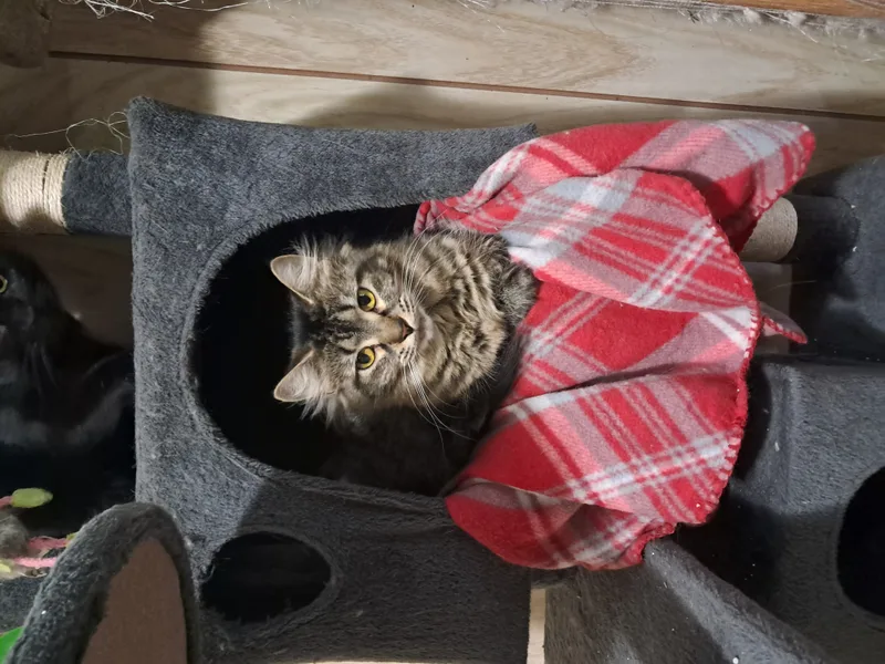 Surprise thumbnail 5