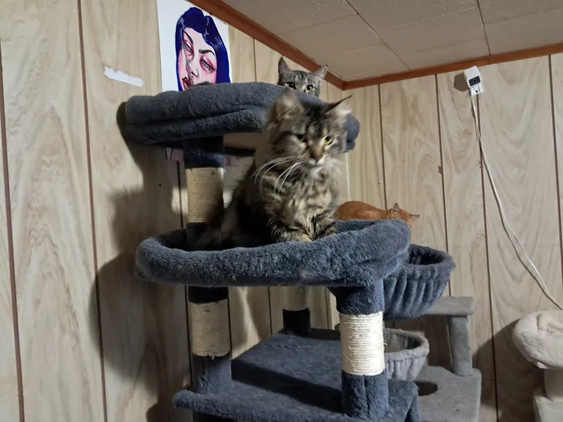 Surprise thumbnail 6