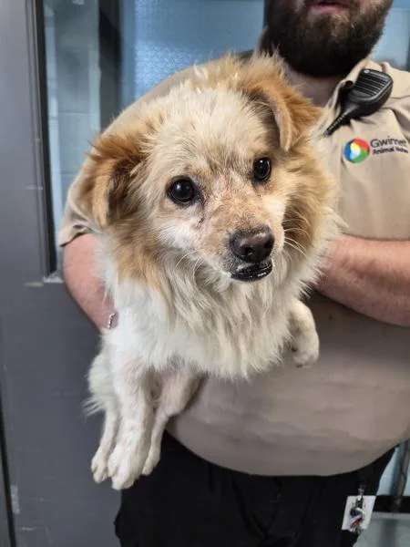 An adult small-sized female Chihuahua dog named Pen for adoption in Lawrenceville, GA