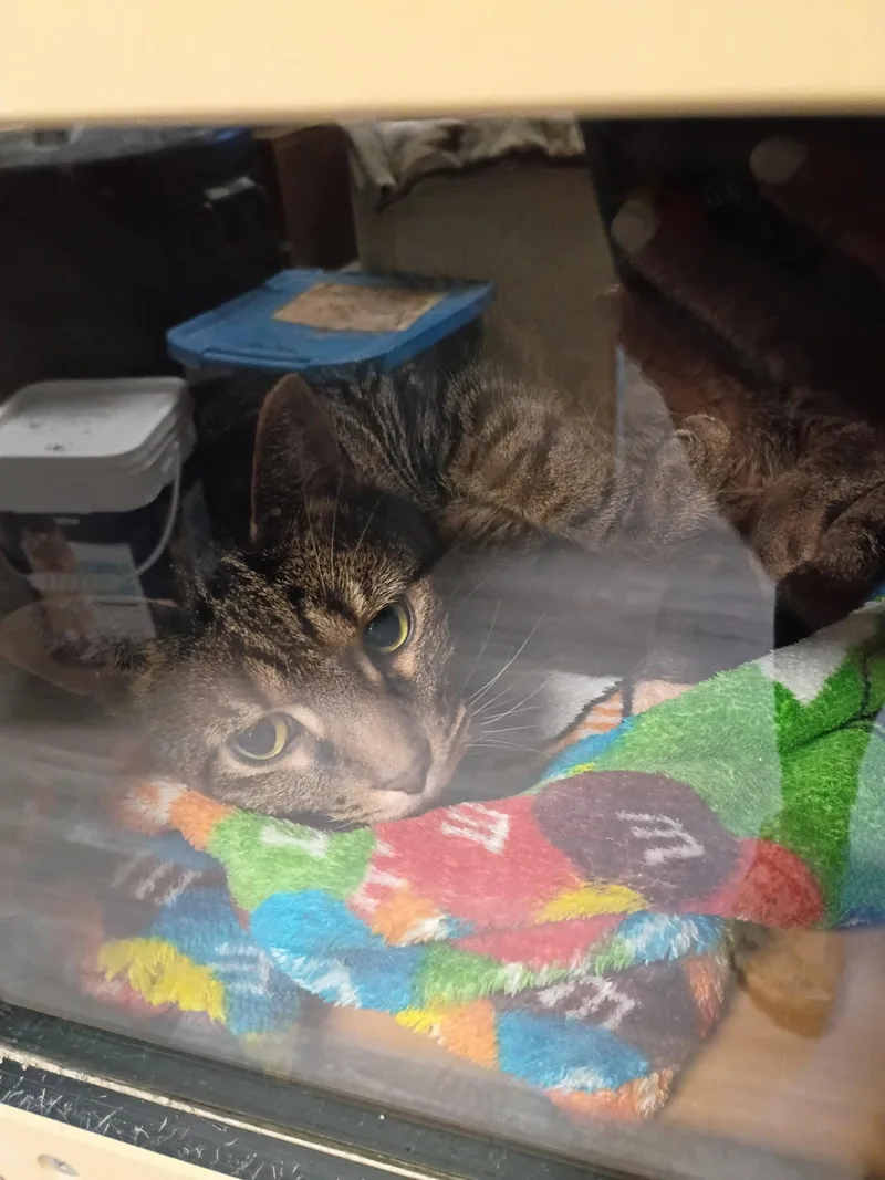 An adult medium-sized male Domestic Short Hair cat named Percival for adoption in Greenfield, IN