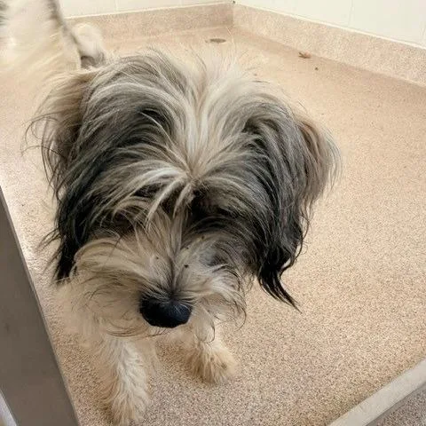 An adult small-sized female White / Cream Lhasa Apso dog named Fern for adoption in Horn Lake, MS