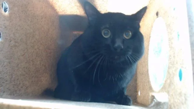 A young medium-sized male Domestic Short Hair cat named Casper for adoption in Downey, CA