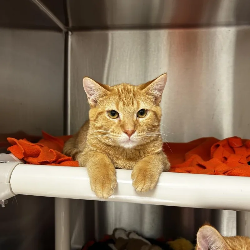 A baby medium-sized male Orange / Red Domestic Short Hair cat named TickTock for adoption in Evanston, IL