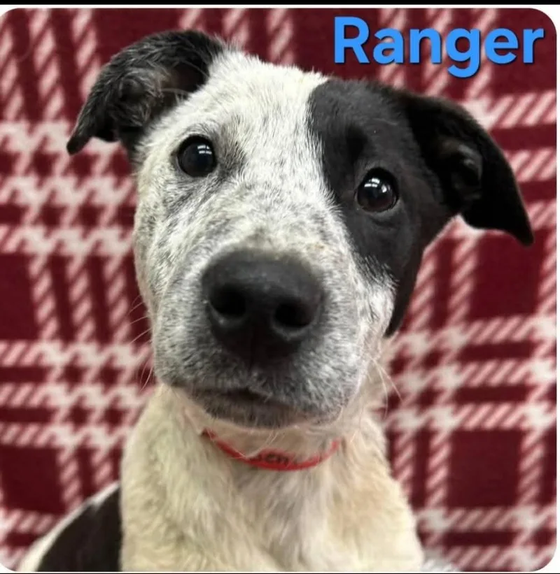 Ranger