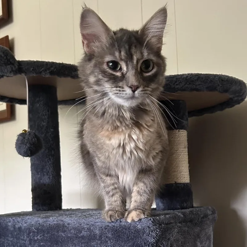 A senior medium-sized female Gray / Blue / Silver Persian cat named Maggie for adoption in mount vernon, AR