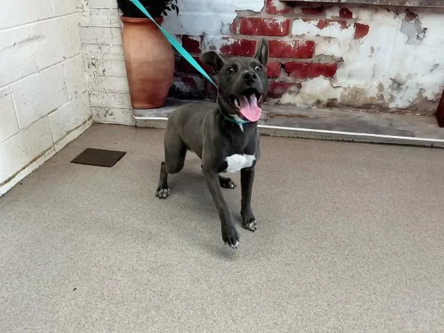 A young small-sized female Pit Bull Terrier dog named Royal for adoption in San Bernardino, CA