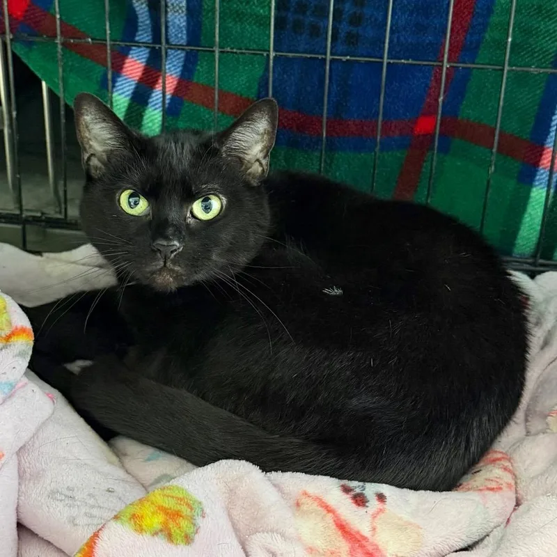 An adult medium-sized female Black Domestic Short Hair cat named Ollie for adoption in Easton, PA