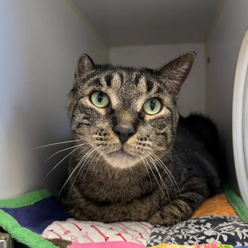 A senior large-sized male Brown / Chocolate Domestic Short Hair cat named Spike for adoption in Naperville, IL