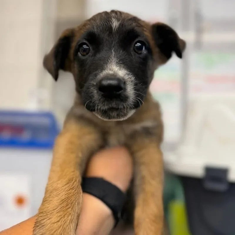 A baby large-sized female German Shepherd Dog dog named Peru for adoption in Oakdale, CA