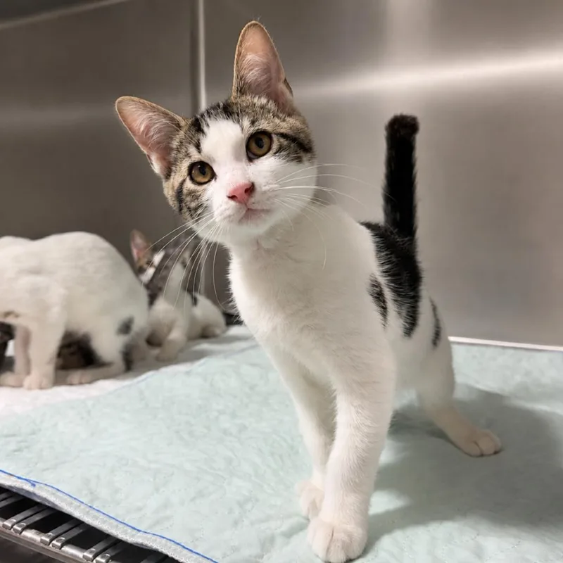 A baby small-sized male Domestic Short Hair cat named Solitare for adoption in Wappingers Falls, NY