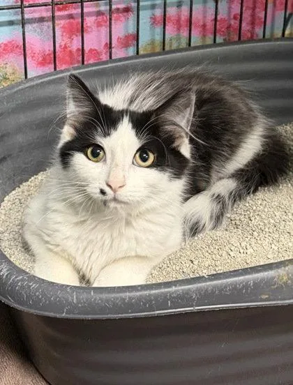 A baby medium-sized male Black & White / Tuxedo Domestic Long Hair cat named 7136 (Andy) for adoption in Lake City, MI