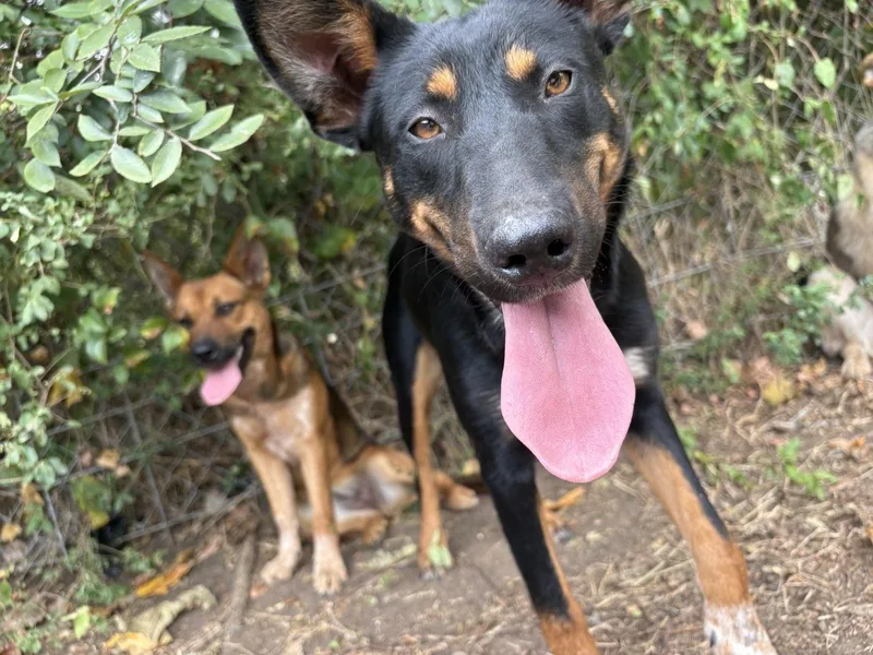 Rocky and Juno thumbnail 3
