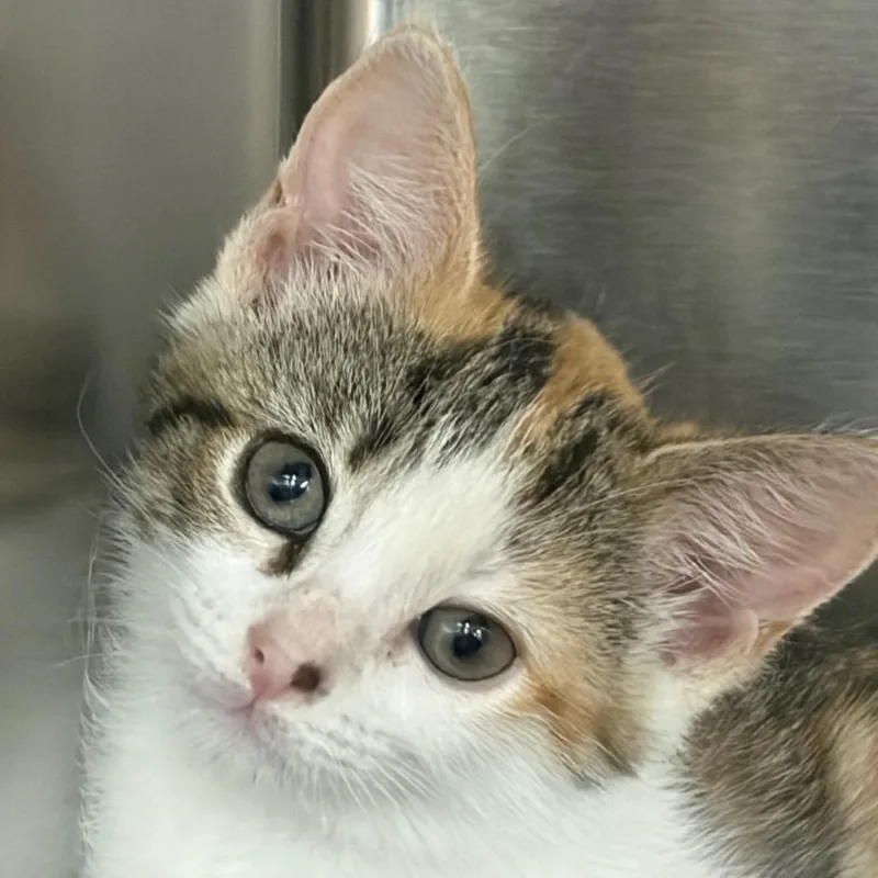 A baby small-sized female Domestic Short Hair cat named Mittens for adoption in Morrisville, VT
