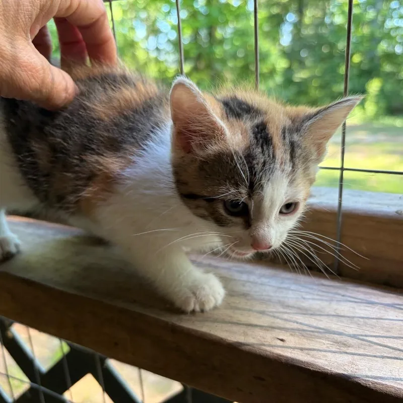 Mittens thumbnail 2