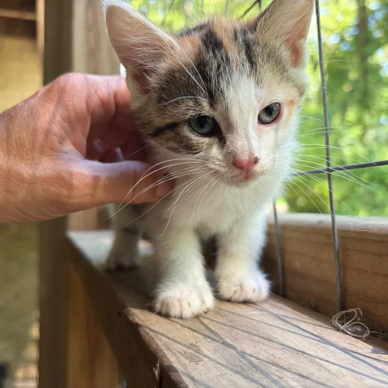 Mittens thumbnail 3