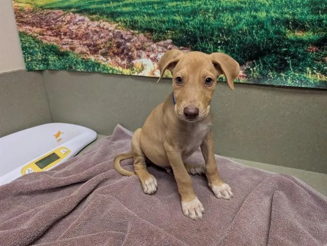 A baby small-sized male Labrador Retriever dog named Fido for adoption in Moreno Valley, CA