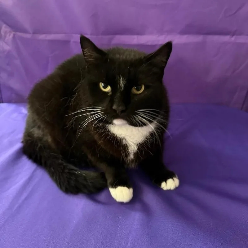 Blackie