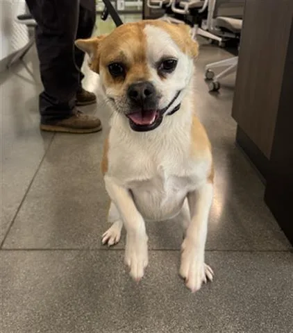 A young small-sized male Terrier dog named Cyrus for adoption in San Martin, CA