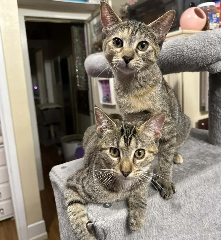 A baby medium-sized female Tabby (Gray / Blue / Silver) Tabby cat named Sienna & Shamee for adoption in Waxahachie, TX