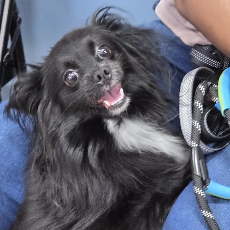 A young small-sized female Black Pomeranian dog named Luna for adoption in Newark, NJ