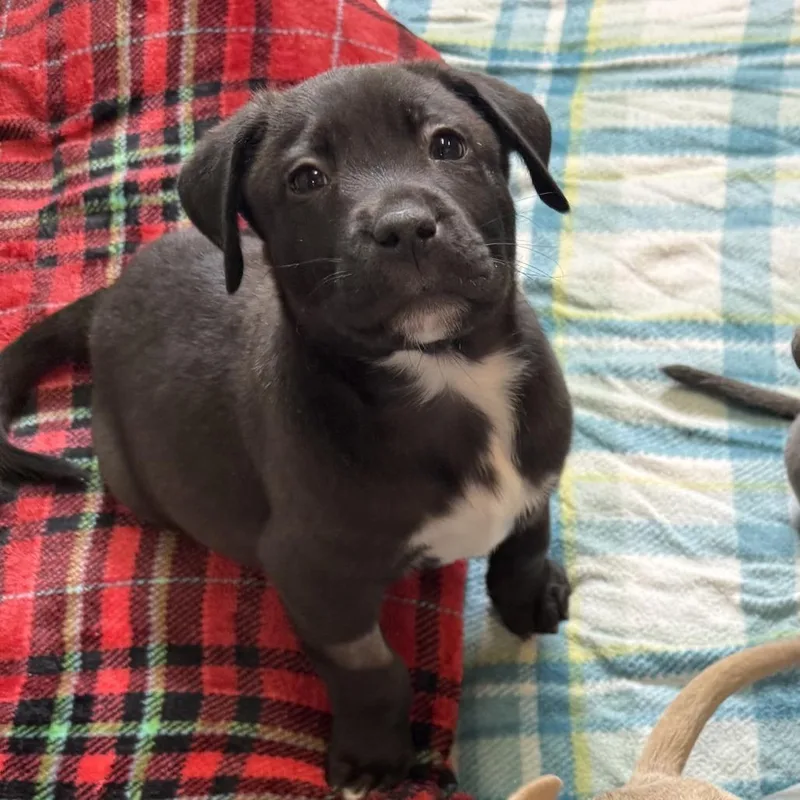A baby small-sized male Black Pit Bull Terrier dog named Edmund for adoption in Flagstaff, AZ