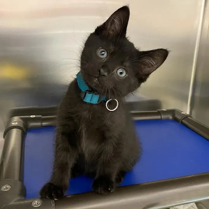 A baby small-sized male Black Domestic Short Hair cat named Jonah for adoption in Springfield, MA