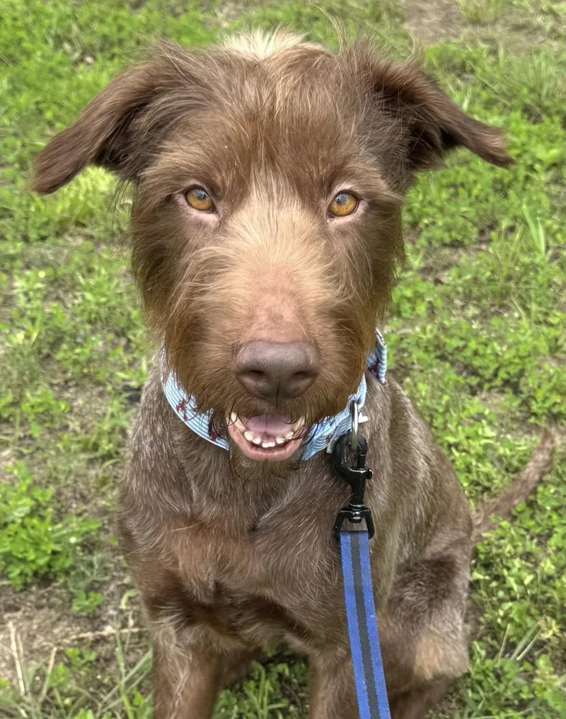 Cocoa