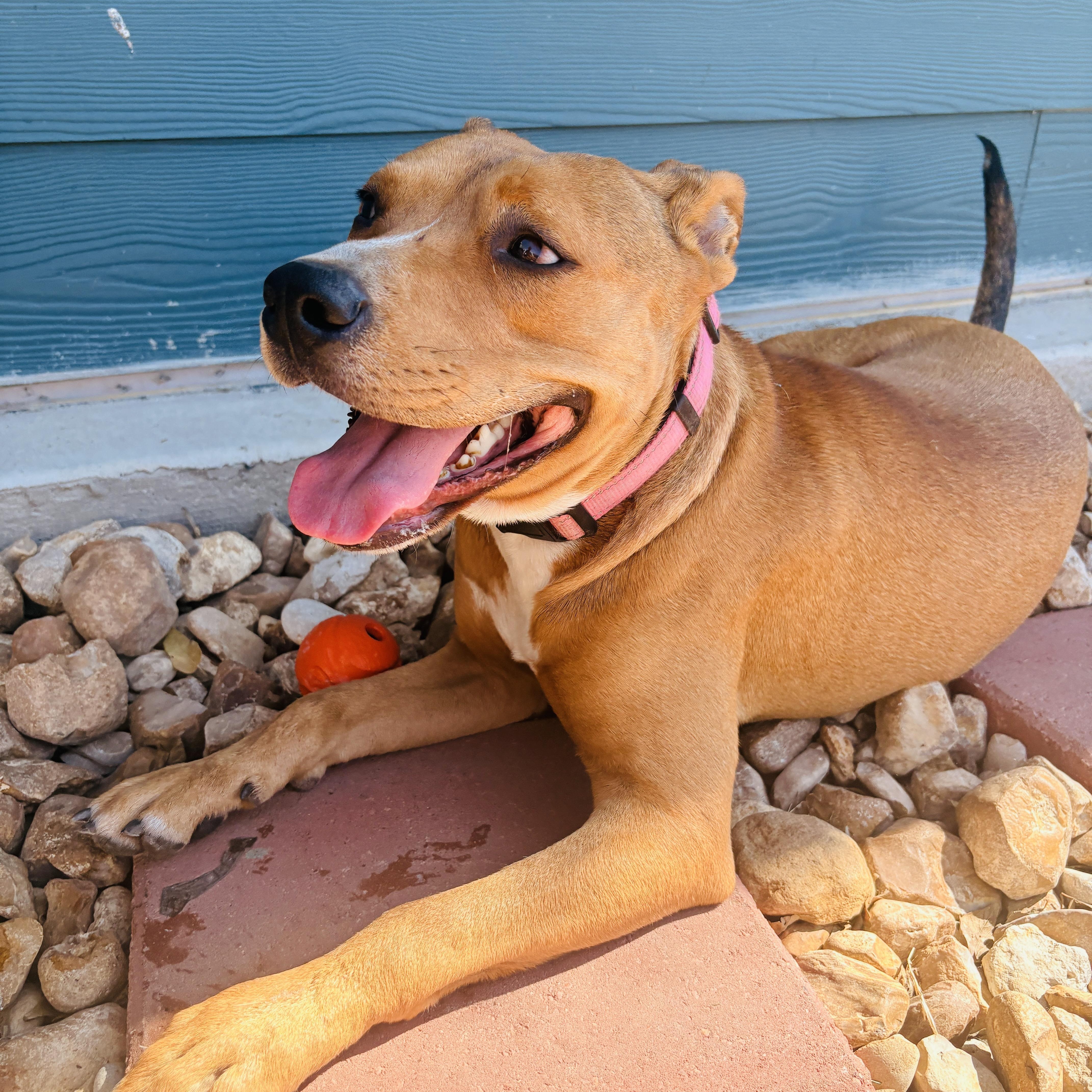 An adult medium-sized female Yellow / Tan / Blond / Fawn Pit Bull Terrier dog named Cally for adoption in Martinez, CA