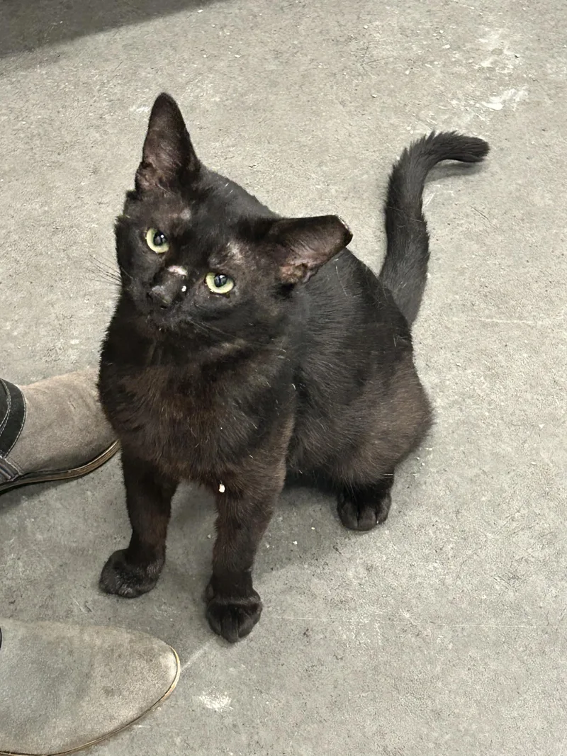 An adult medium-sized male Black Domestic Short Hair cat named Picante for adoption in Joliet, IL