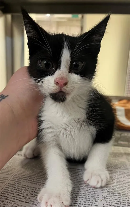 A baby medium-sized male Domestic Short Hair cat named Inky for adoption in Houston, TX