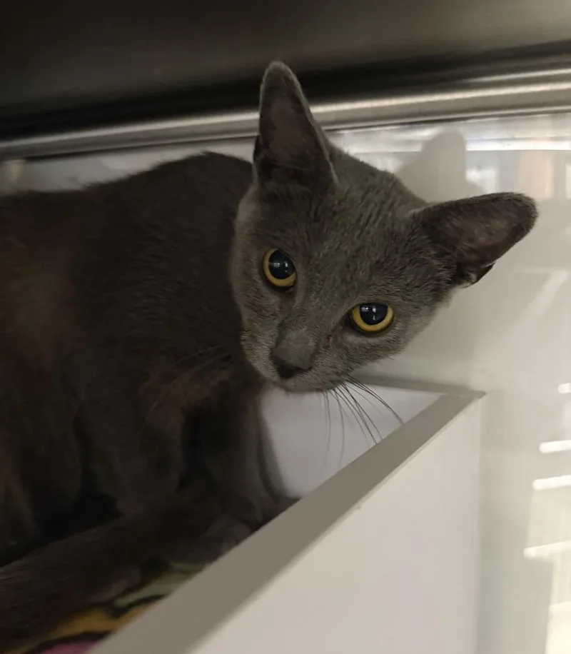 An adult small-sized female Gray / Blue / Silver Domestic Short Hair cat named Parlor for adoption in Orlando, FL