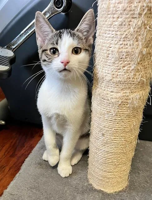 A baby medium-sized female Domestic Short Hair cat named May for adoption in Canfield, OH