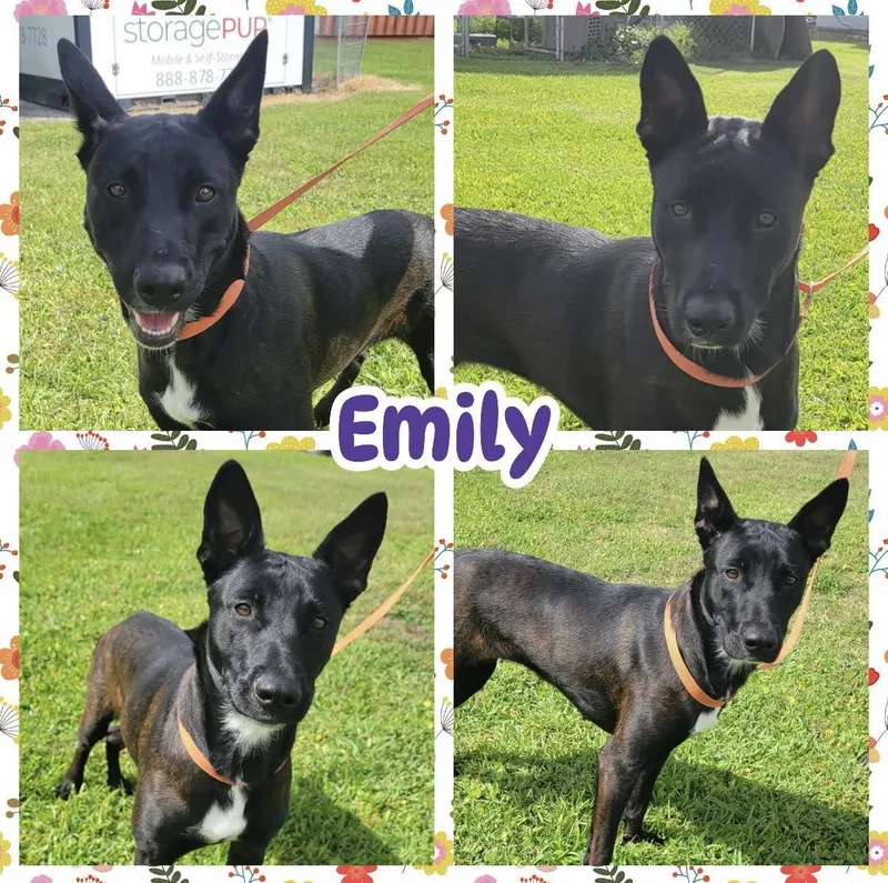 An adult medium-sized female Tricolor (Brown, Black, & White) Dutch Shepherd dog named Emily for adoption in Ringwood, NJ