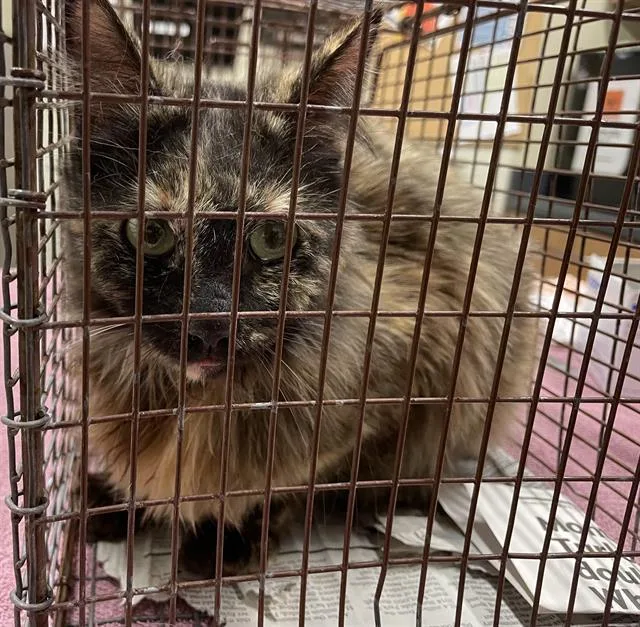 A young medium-sized female Domestic Long Hair cat named A for adoption in Modesto, CA