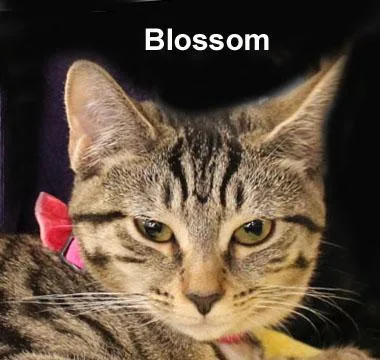 A baby medium-sized female Tabby (Brown / Chocolate) Domestic Short Hair cat named Blossom Daria for adoption in Stowe, PA